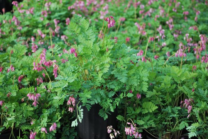 Cutleaf Bleeding Heart (Dicentra formosa 'Luxuriant'), pink flowers