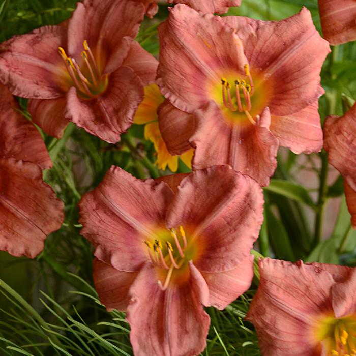 Hemerocallis 'Rosy Returns' (Daylily)