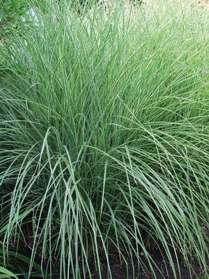 Miscanthus sinensis 'Morning Light' (Variegated Maiden Grass)