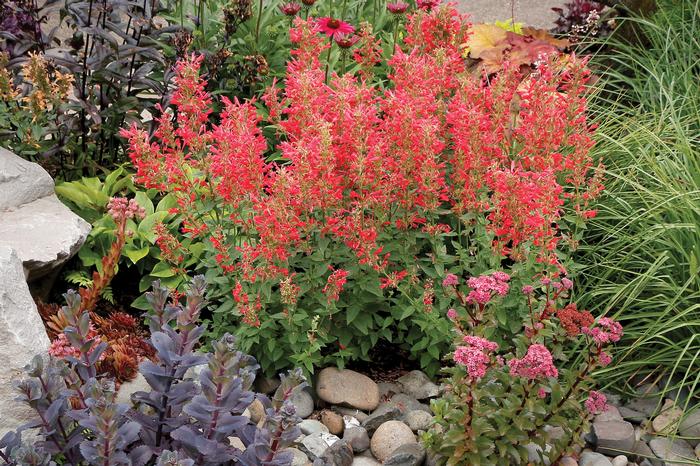 Agastache x Kudos™Red (Dwarf Hummingbird Mint) perennial