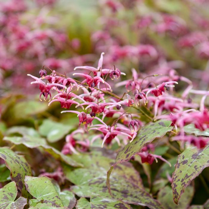 Epimedium x 'Pink Champagne' (Barrenwort)