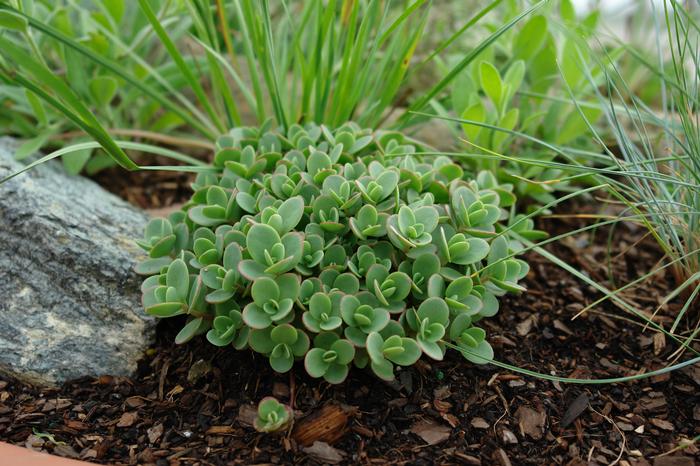 Sedum Sunsparkler® 'Lime Zinger' (Stonecrop)