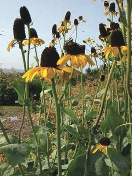 Rudbeckia maxima (Coneflower)