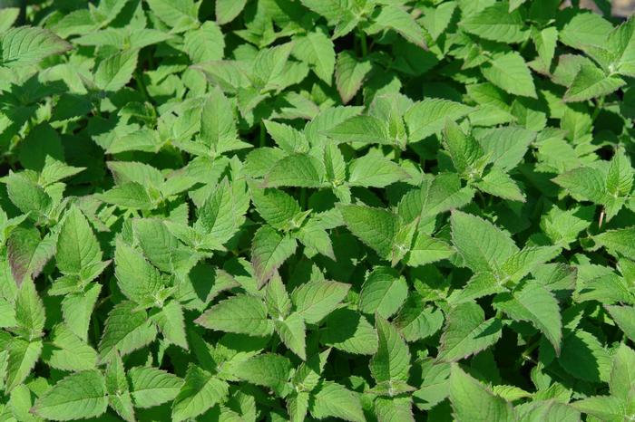 Monarda x 'Raspberry Wine' (Bee Balm)