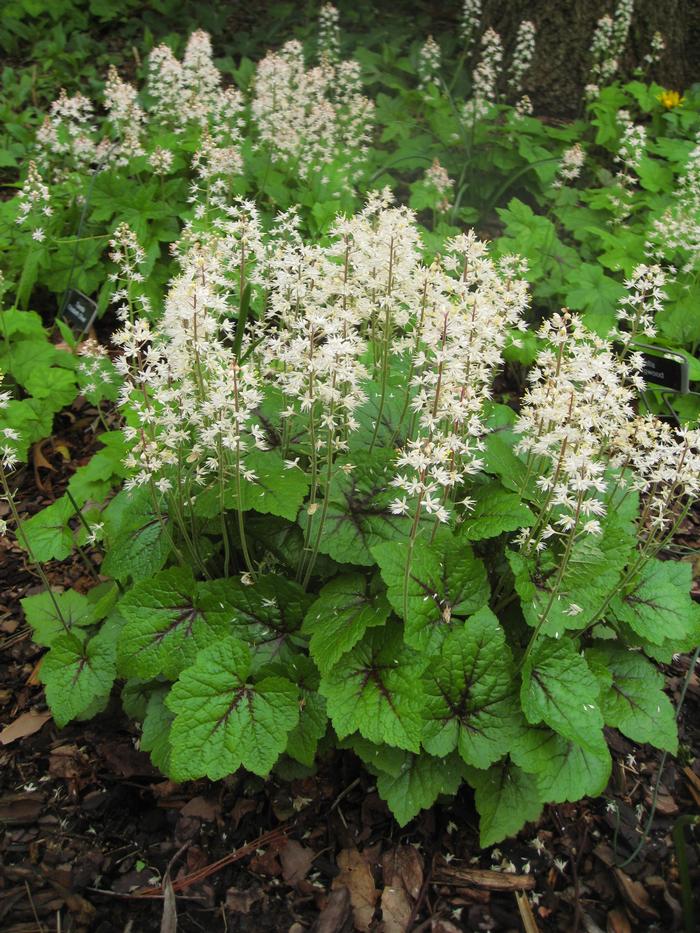 Tiarella cordifolia 'Brandywine' (Foam Flower)