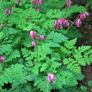 Cutleaf Bleeding Heart (Dicentra formosa 'Luxuriant'), pink flowers