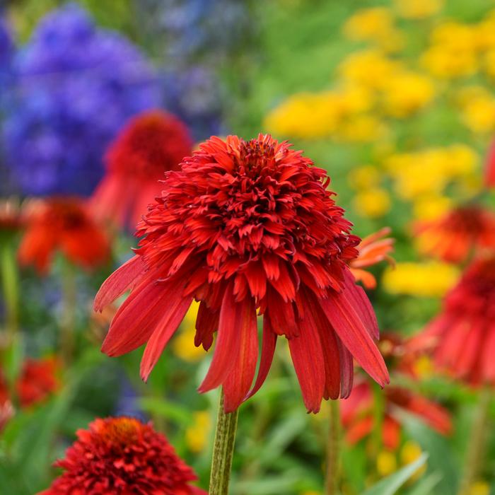 Cone-fections™ Series Coneflower (Echinacea x purpurea 'Hot Papaya'), red flowers