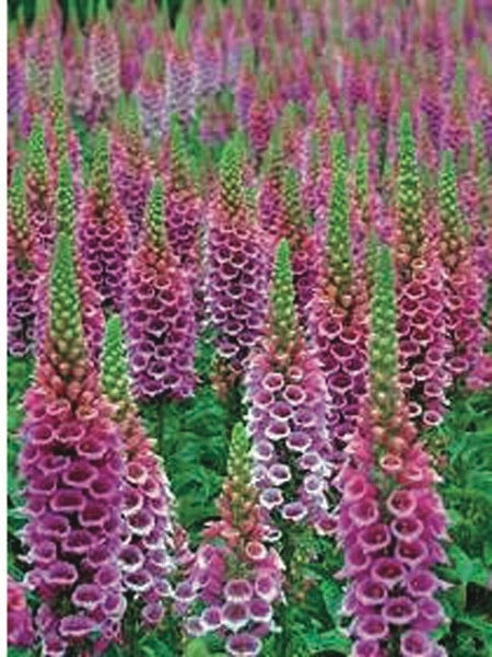 Digitalis purpurea 'Candy Mountain' (Foxglove), purple flowers