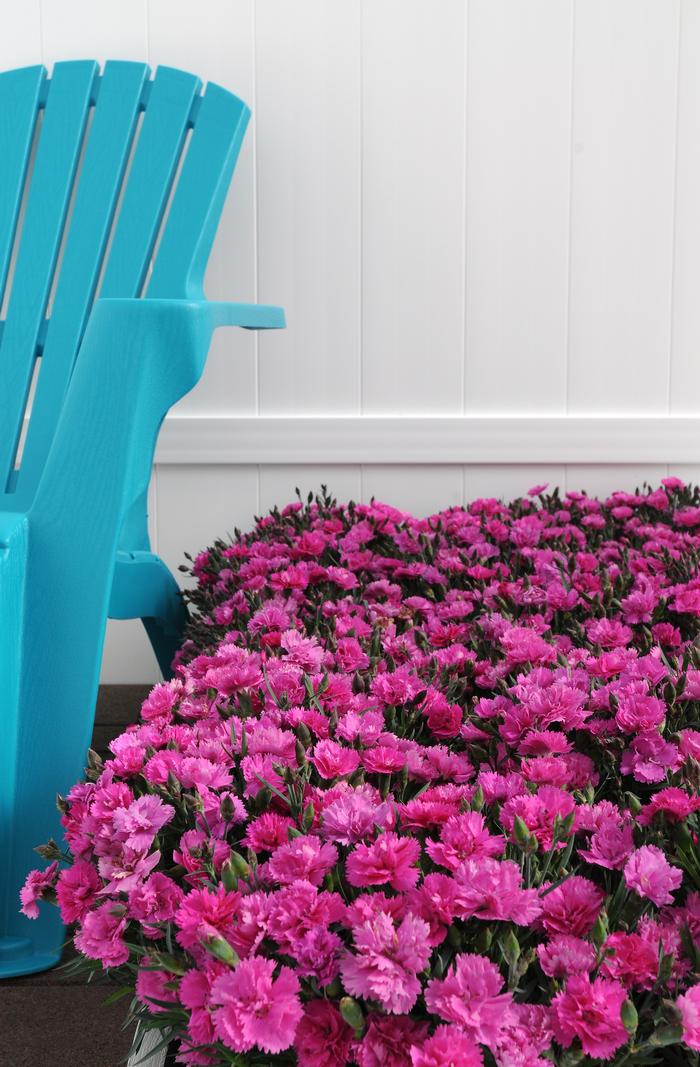 Dianthus Everlast™Orchid (Garden Pinks), pink flowers