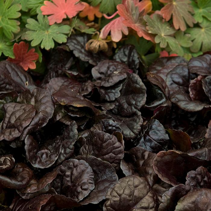 Ajuga reptans 'Black Scallop' (Bugle Weed) perennial