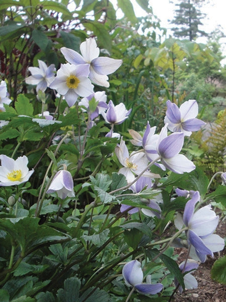 Anemone x Wild Swan™ (Windflower) perennial