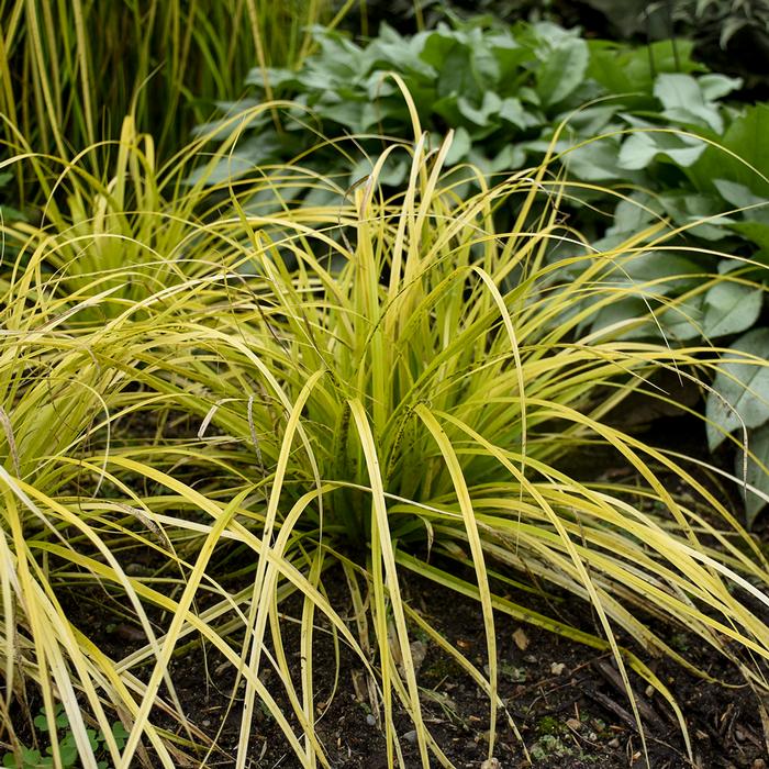 Carex oshimensis Evercolor® Everillo (Sedge)