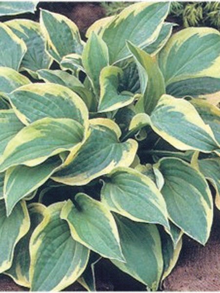 Hosta x 'Wide Brim' (Plantain Lily)