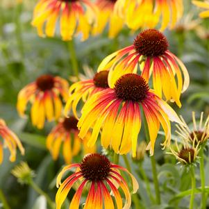 Echinacea x 'Fiery Meadow Mama' (Coneflower), yellow flowers