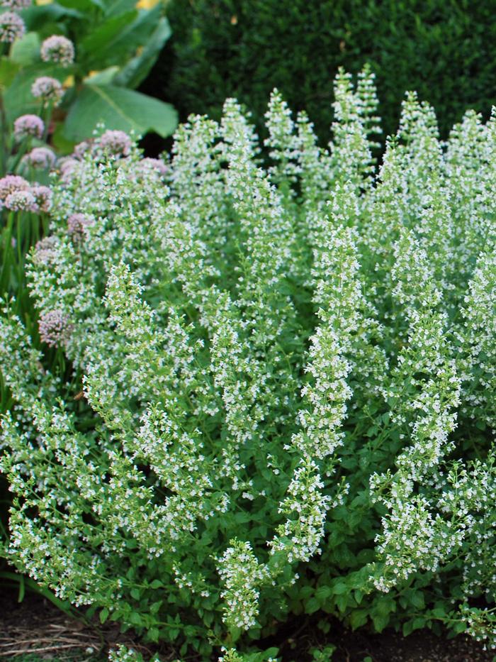 Calamintha nepeta 'White Cloud' (Calamint)