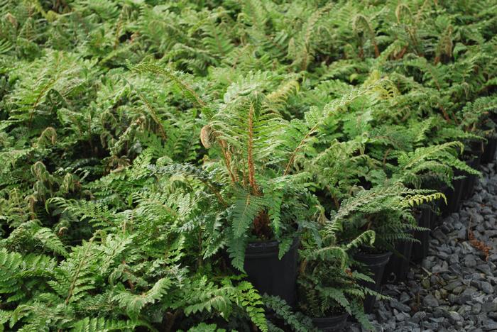 Tassel Fern (Polystichum polyblepharum)