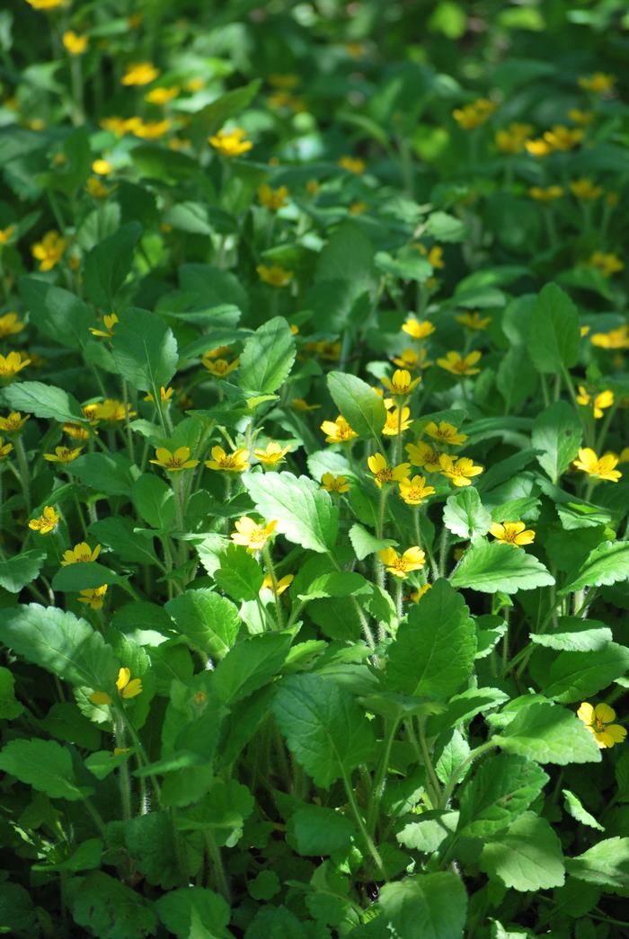 Chrysogonum virginianum (Green and Gold), yellow flowers