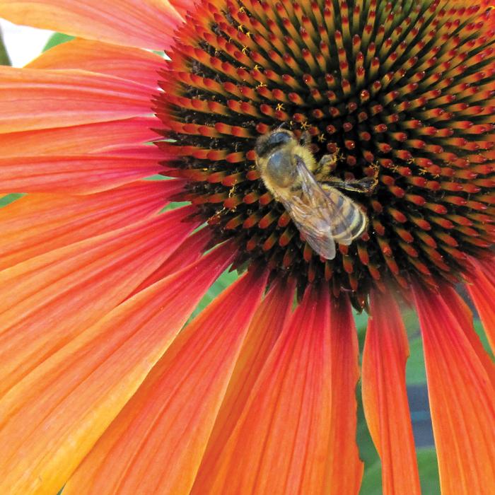 Echinacea Kismet® Intense Orange (Coneflower), orange flower with bee