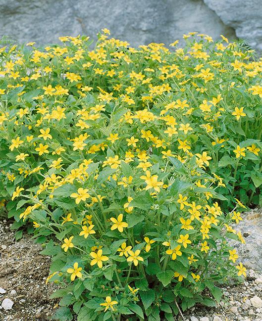 Chrysogonum virginianum (Green and Gold), yellow flowers