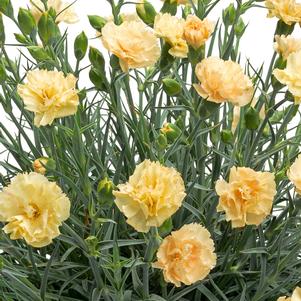 Dianthus Promotiona™Hello Yellow (Garden Pinks), yellow flowers