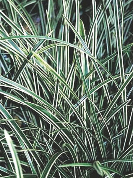 Silver Variegated Sedge (Carex morrowii 'Ice Dance')