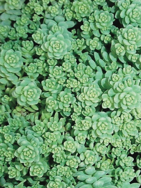 Sedum dasyphyllum 'Major' (Stonecrop)