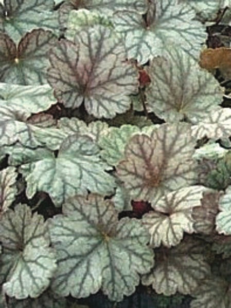 Heuchera x 'Silver Scrolls' (Coral Bells)