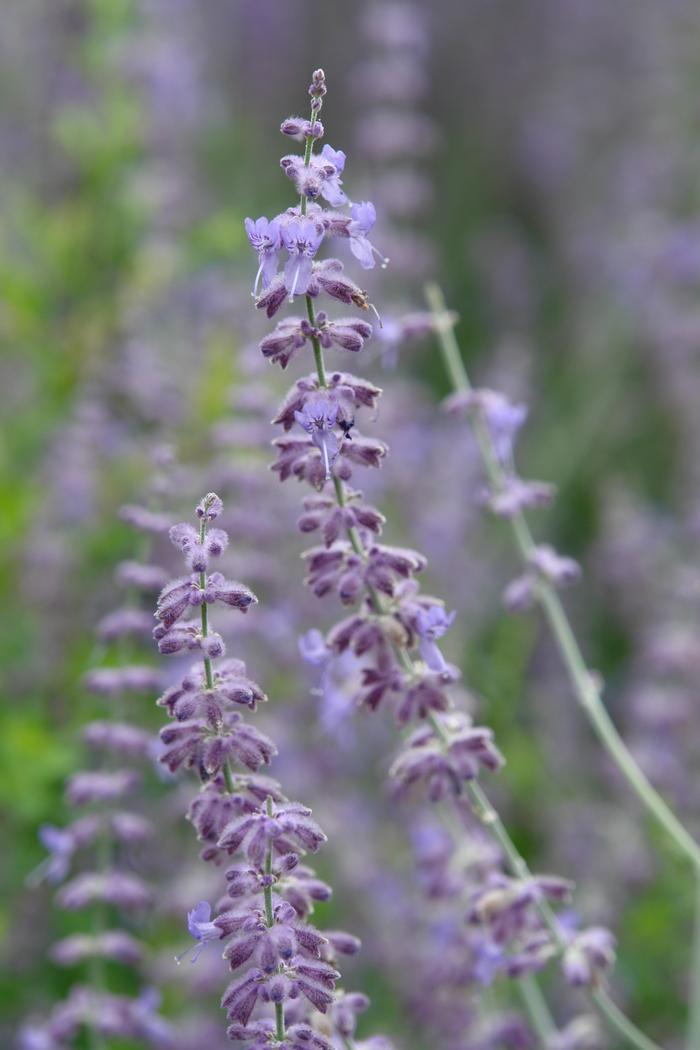 Dwarf Russian Sage (Perovskia atriplicifolia 'Little Spire')