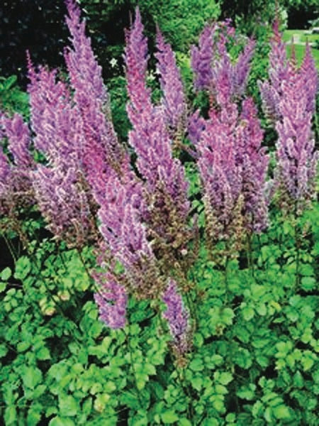 Astilbe taquetii 'Purple Candles' (False Spirea), purple flowers