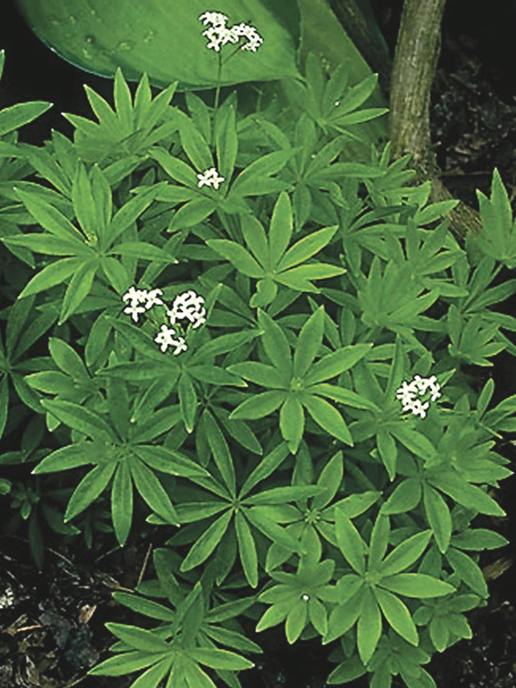 Sweet Woodruff (Galium odoratum)