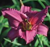 Hemerocallis 'Summer Wine' (Daylily)