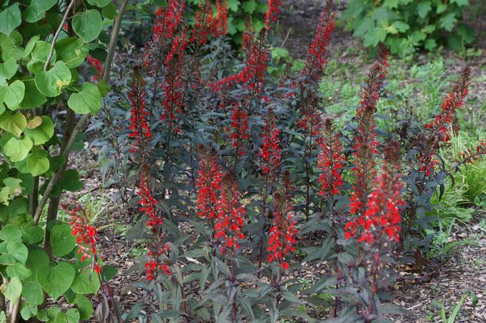 Cardinal Flower (Lobelia cardinalis 'Black Truffle')