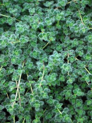 Woolly Thyme (Thymus pseudolanuginosus)