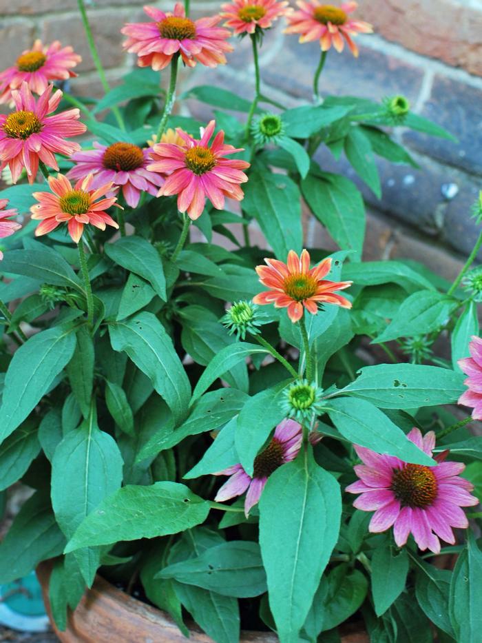 Echinacea Sombrero® Tres Amigos (Coneflower), pink flowers