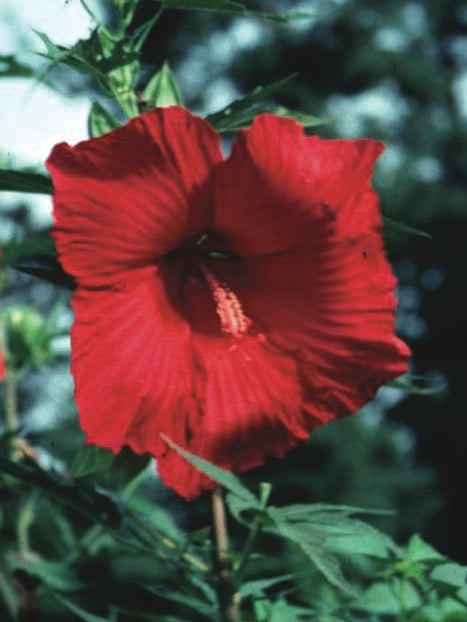 Hibiscus moscheutos 'Lord Baltimore' (Hardy Hibiscus)