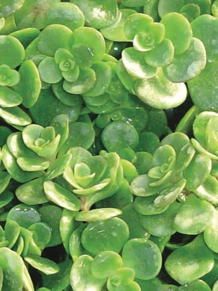 Sedum makinoi 'Salsa Verde' (Stonecrop)