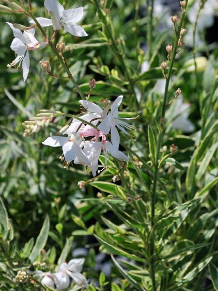 Variegated Gaura (Gaura Walberton's® 'Silver Fountain')