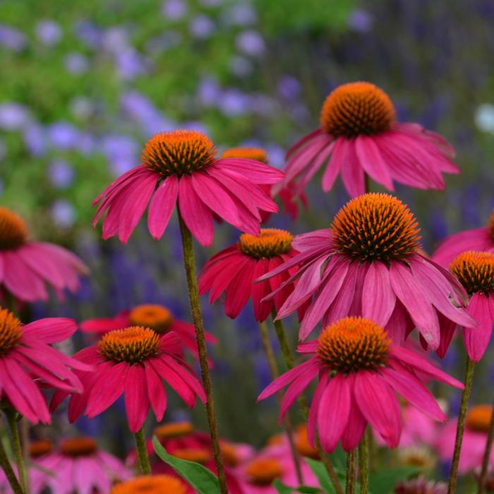 Echinacea x purpurea 'PowWow Wild Berry' (Coneflower), purple flowers