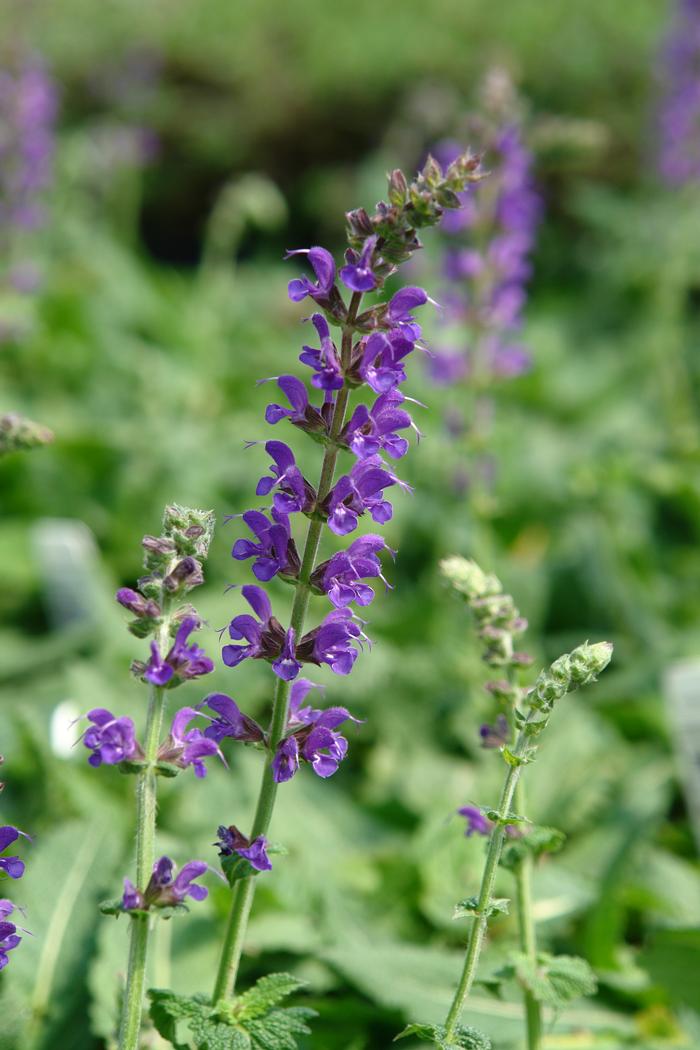 Salvia nemorosa 'May Night' (Sage)