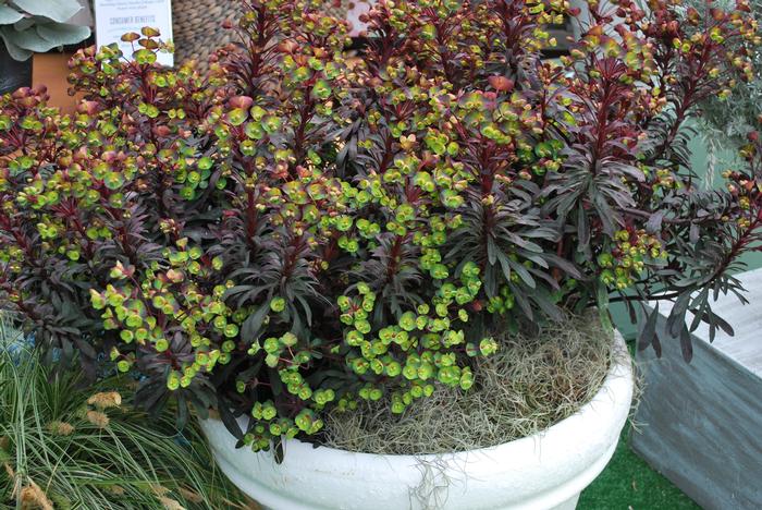 Purple Wood Spurge (Euphorbia x 'Miner's Merlot')