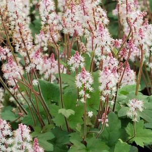 Tiarella cordifolia 'Oakleaf' (Foam Flower)