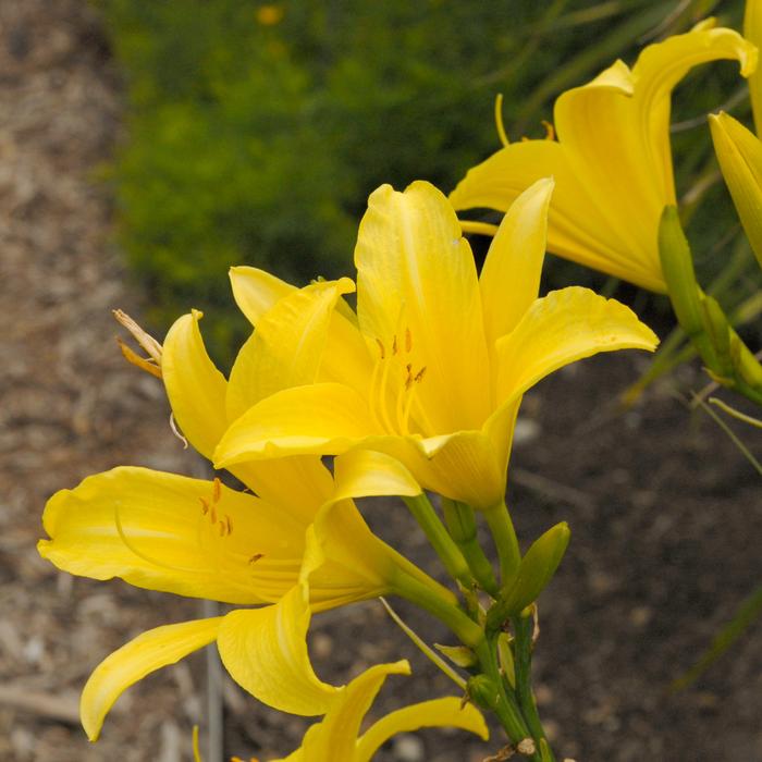 Hemerocallis 'Hyperion' (Daylily)