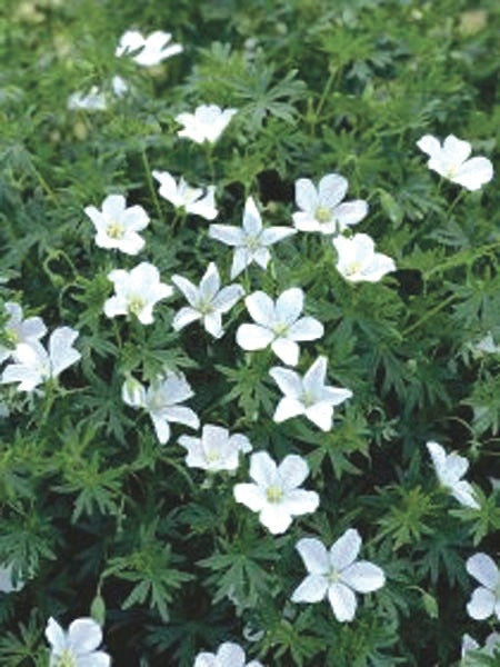 Geranium sanguineum 'Album' (Cranesbill)