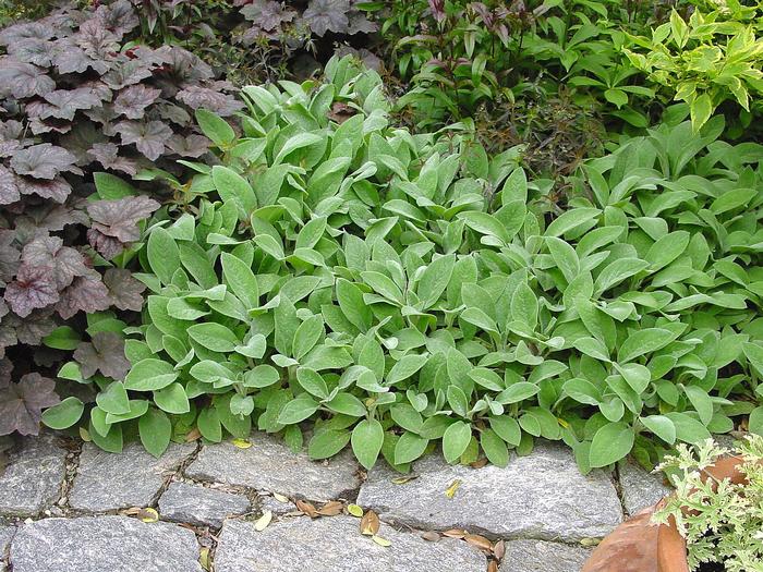 Stachys byzantina 'Helene von Stein' (Lamb's Ear)