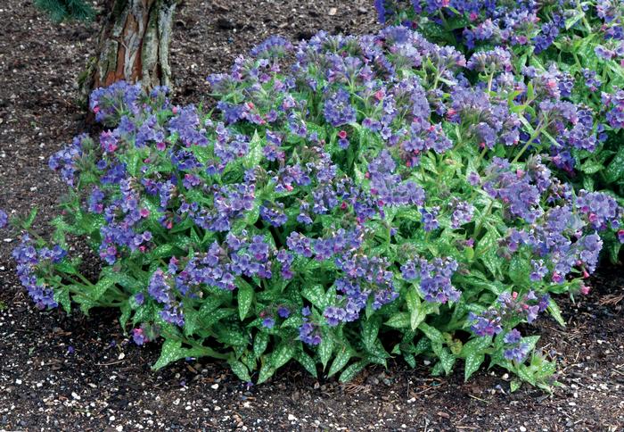 Pulmonaria x 'Trevi Fountain' (Lungwort)