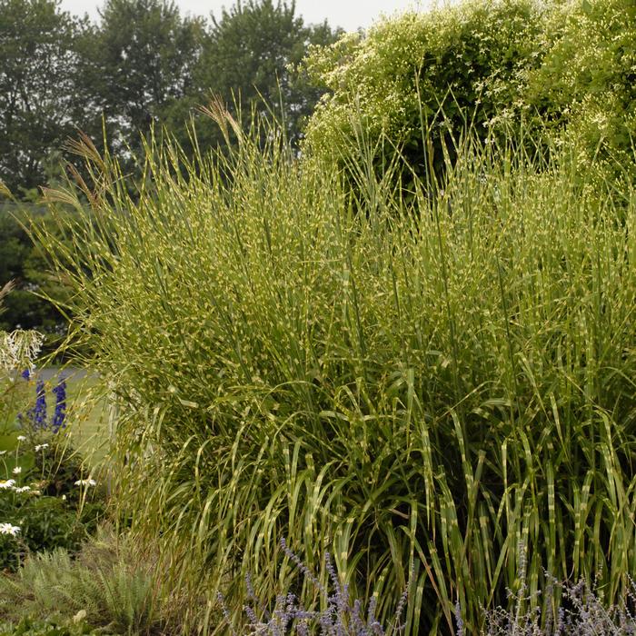 Porcupine Grass (Miscanthus sinensis 'Strictus')