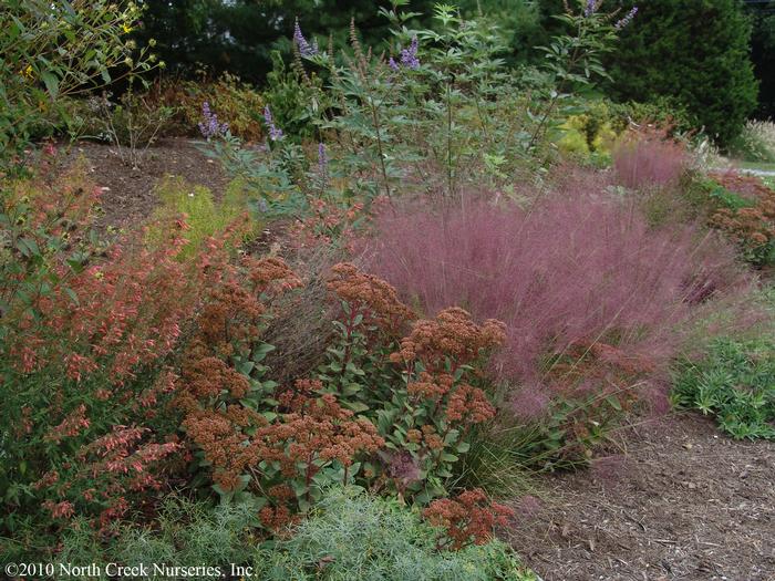 Pink Muhly Grass (Muhlenbergia capillaris)