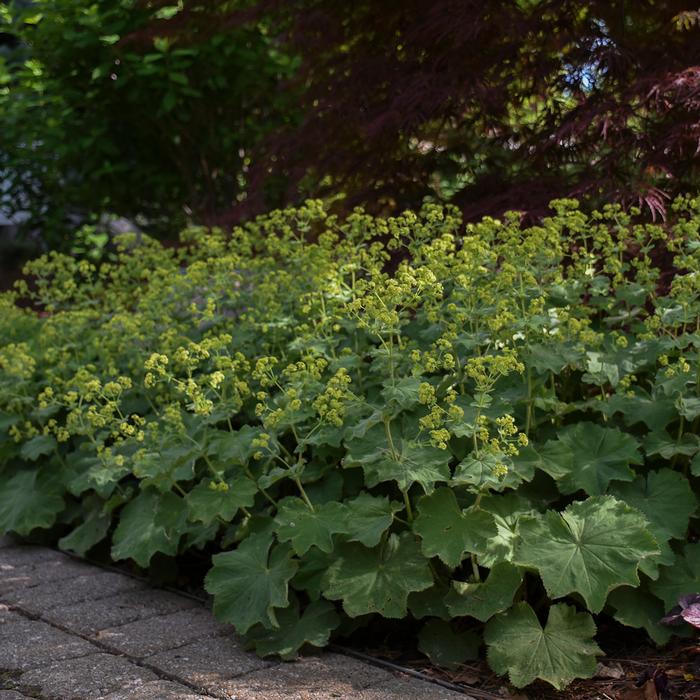 Lady's Mantle (Alchemilla mollis)