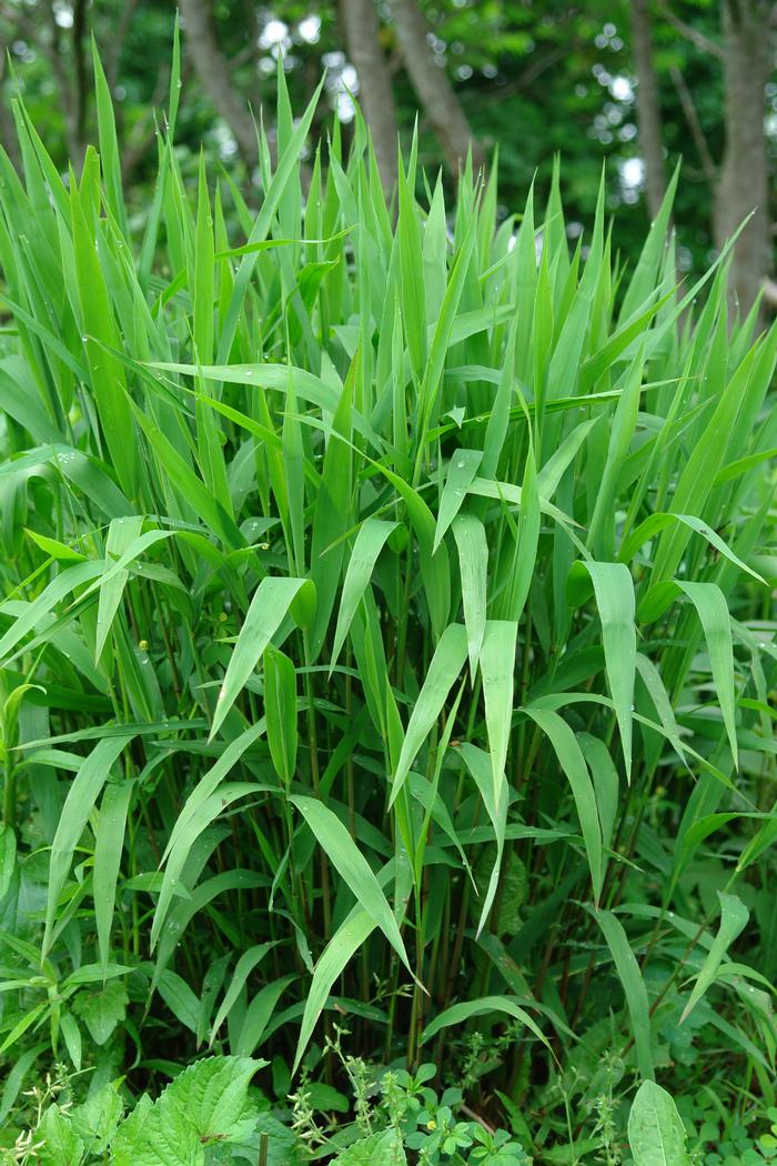 Northern Sea Oats (Chasmanthium latifolium)