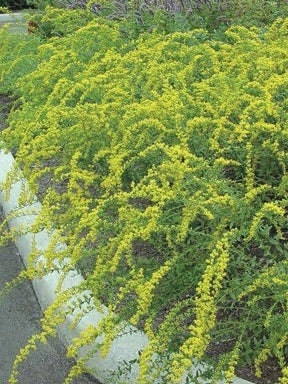 Solidago shortii 'Solar Cascade' (Goldenrod)